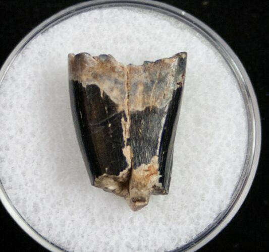 Partial Tyrannosaurid Tooth - Montana #9989